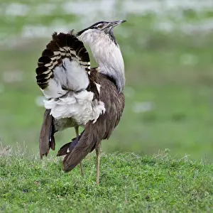 Bustard: Africa. Tanzania. Male Kori Bustard on display