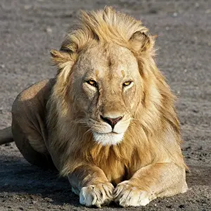 Ndutu: Africa. Tanzania. Male Lion at Ndutu in