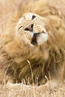 Lincoln: Africa. Tanzania. Male Lion at Ngorongoro