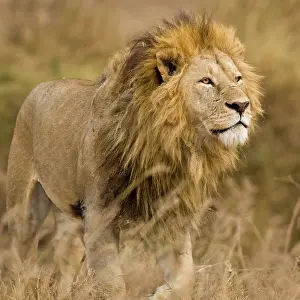 Lincoln: Africa. Tanzania. Male Lion at Ngorongoro