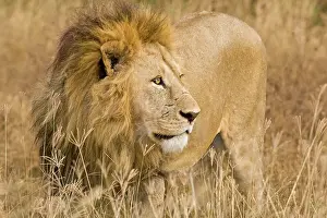 Lincoln: Africa. Tanzania. Male Lion at Ngorongoro