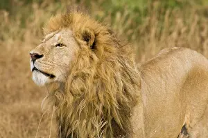 Lincoln: Africa. Tanzania. Male Lion at Ngorongoro