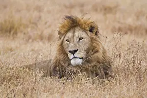 Ngorongoro: Africa. Tanzania. Male Lion at Ngorongoro