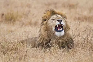 Ngorongoro: Africa. Tanzania. Male Lion yawning at Ngorongoro
