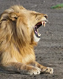 Yawns: Africa. Tanzania. Male Lion yawns at Ndutu