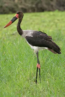 Senegalensis: Africa. Tanzania. Male Saddle-billed Stork