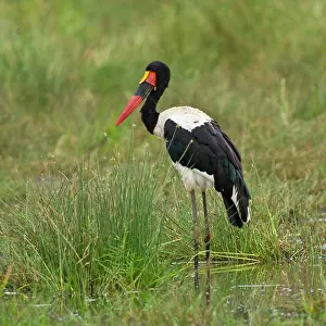 Tarangire: Africa. Tanzania. Male Saddle-billed Stork