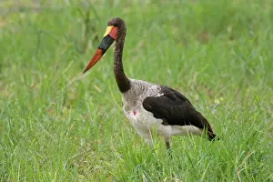 Tarangire: Africa. Tanzania. Male Saddle-billed Stork