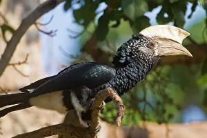 Bycanistes: Africa. Tanzania. Male Silver-cheeked Hornbill