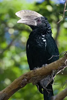 Bycanistes: Africa. Tanzania. Male Silvery-Cheeked Hornbill