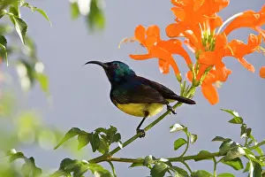 Nectarinia: Africa. Tanzania. Male Variable Sunbird