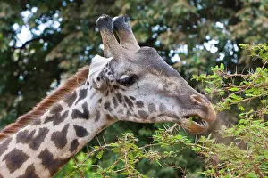 Manyara: Africa. Tanzania. Masai Giraffe at Manyara