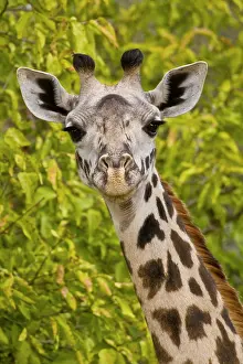Tarangire: Africa. Tanzania. Masai Giraffe at Tarangire