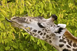 Tarangire: Africa. Tanzania. Masai Giraffe at Tarangire