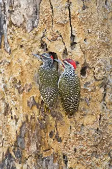 Tarangire: Africa. Tanzania. A mating pair of Nubian