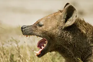 Schreiber: Africa, Tanzania, Ngorogoro Crater. hyena