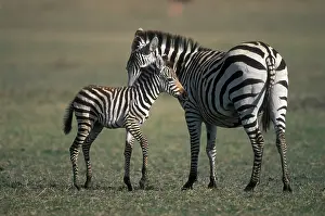 Lands: Africa, Tanzania, Ngorongoro Conservation
