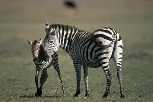 Lands: Africa, Tanzania, Ngorongoro Conservation
