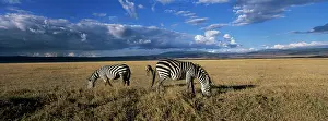 Hunted: Africa, Tanzania, Ngorongoro Conservation