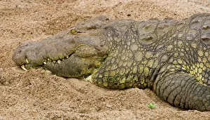 Nile: Africa. Tanzania. Nile Crocodile at Serengeti
