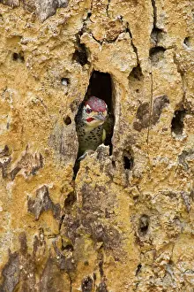 Hidden: Africa. Tanzania. Nubian Woodpecker at Tarangire