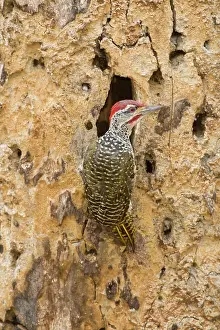 Tarangire: Africa. Tanzania. Nubian Woodpecker at Tarangire