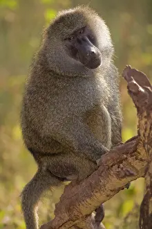 Manyara: Africa. Tanzania. Olive Baboon male at Manyara