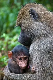 Anubis: Africa. Tanzania. Olive Baboon mother and