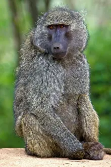 Anubis: Africa. Tanzania. Olive Baboon at Ngorongoro