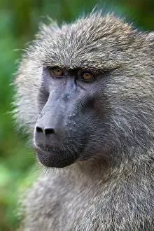 Anubis: Africa. Tanzania. Olive Baboon at Ngorongoro