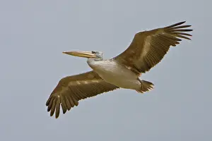 Rufescens: Africa. Tanzania. Pink-backed Pelican flying