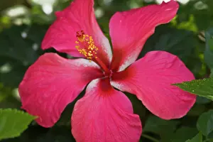 Hibiscus: Africa. Tanzania. Pink Hibiscus in Arusha