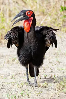 Hornbill: Africa, Tanzania. Portrait of a southern ground