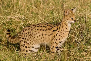 Serval: Africa. Tanzania. Rare Serval Cat hunting