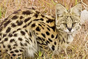Serval: Africa. Tanzania. Rare Serval Cat hunting