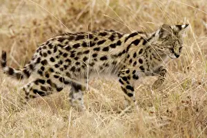 Serval: Africa. Tanzania. Rare Serval Cat hunting