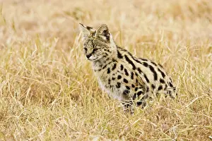 Serval: Africa. Tanzania. Rare Serval Cat hunting