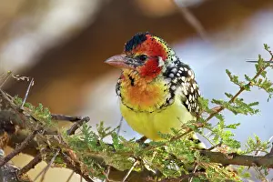 Barbet: Africa. Tanzania. Red-and Yellow Barbet