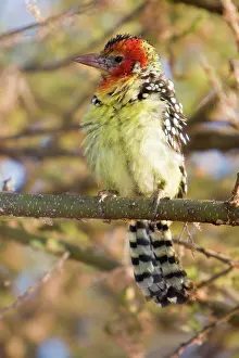 Barbet: Africa. Tanzania. Red-and Yellow Barbet