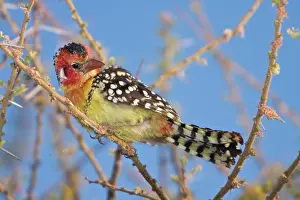 Barbet: Africa. Tanzania. Red-and Yellow Barbet