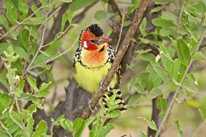 Tarangire: Africa. Tanzania. Red-and Yellow Barbet