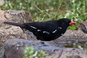 Niger: Africa. Tanzania. Red-Billed Buffalo-Weaver