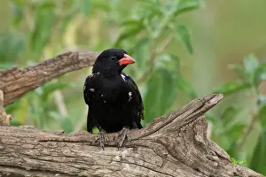 Niger: Africa. Tanzania. Red-Billed Buffalo-Weaver