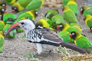 Lovebird: Africa. Tanzania. Red-billed Hornbill and