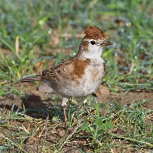 Lark: Africa. Tanzania. Red-Capped Lark in Ngorongoro