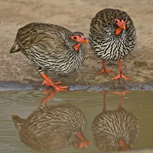 Tarangire: Africa. Tanzania. Red-Necked Spurfowl in
