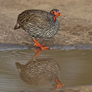 Tarangire: Africa. Tanzania. Red-Necked Spurfowl in