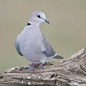 Ndutu: Africa. Tanzania. Ring-Necked Dove at Ndutu