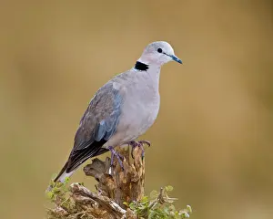 Streptopelia: Africa. Tanzania. Ring-necked Dove at Tarangire