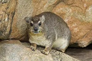 Capensis: Africa. Tanzania. Rock Hyrax in Tarangire